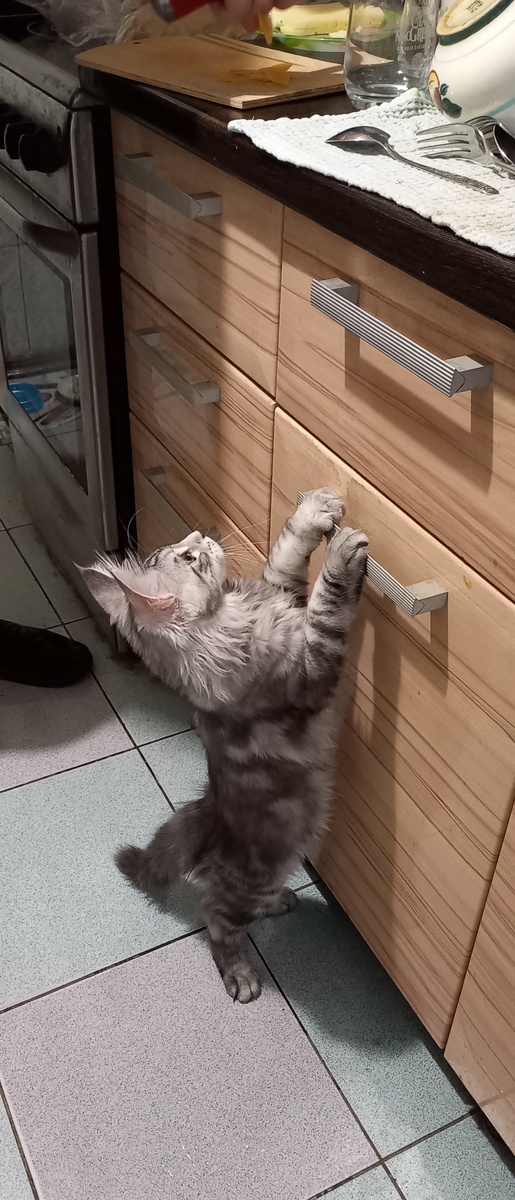 Корвину 3 мес.