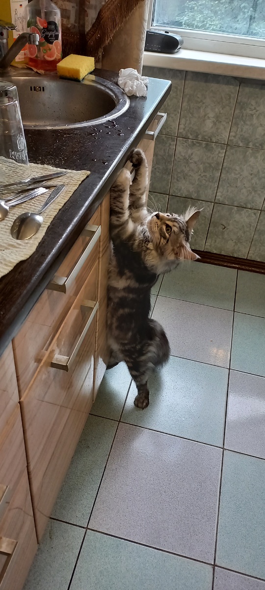 Корвину 5 мес.