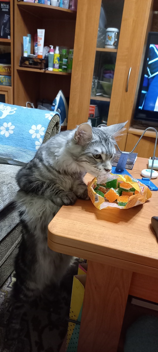 Проверяет, что я ем (Корвину 6 мес.)