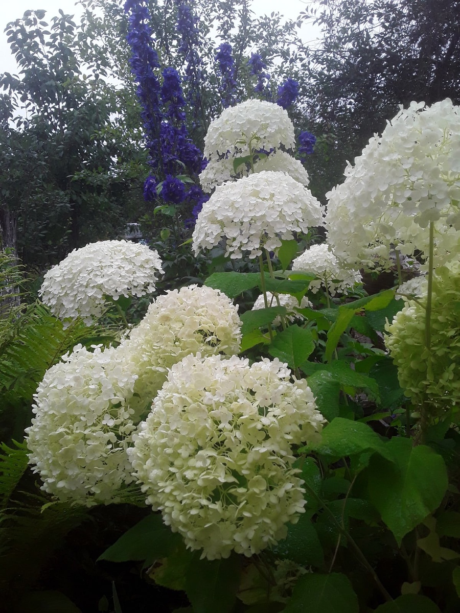 Древовидная гортензия Annabelle и дельфиниум King Arthur