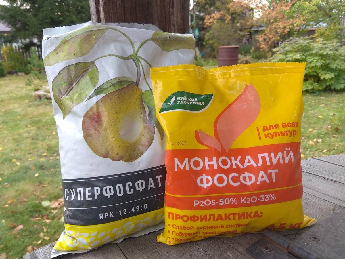 Осенью под плодовые вносим фосфорно-калийные удобрения