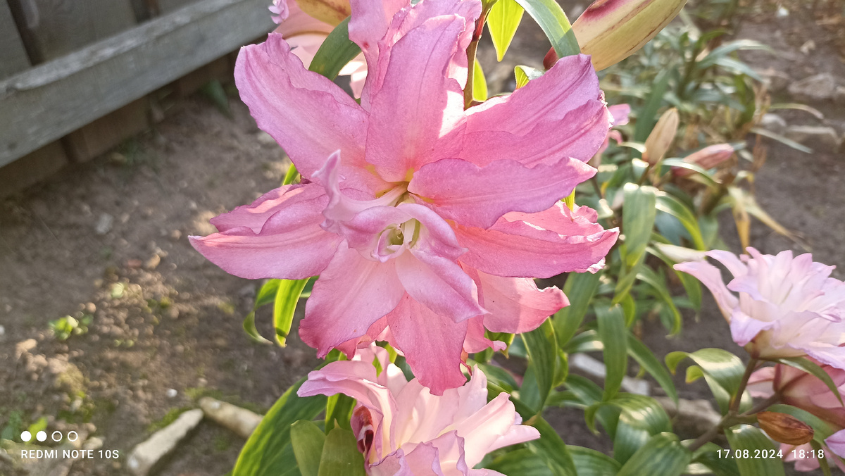 Махровая лилия. Фото автора.