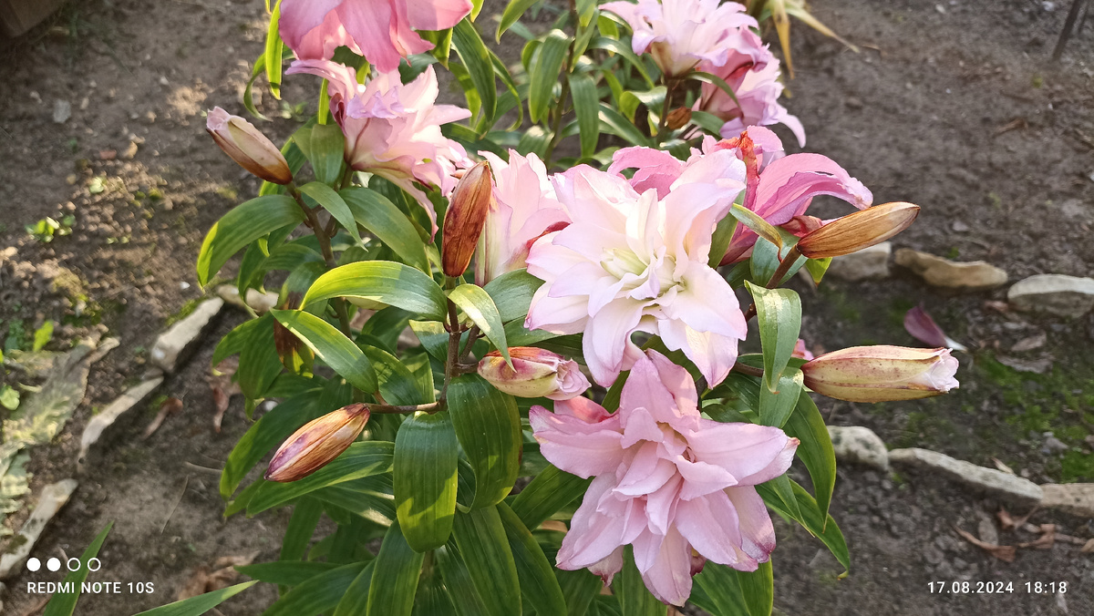 Эта лилия цветет самой последней из всех моих лилий. Фото автора.