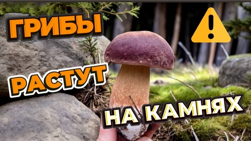 Download Video: ГРИБЫ ВЕЗДЕ!!! ДАЖЕ НА КАМНЯХ!! ТАКОГО Я ЕЩЁ НЕ ВИДЕЛ! Грибы 2024