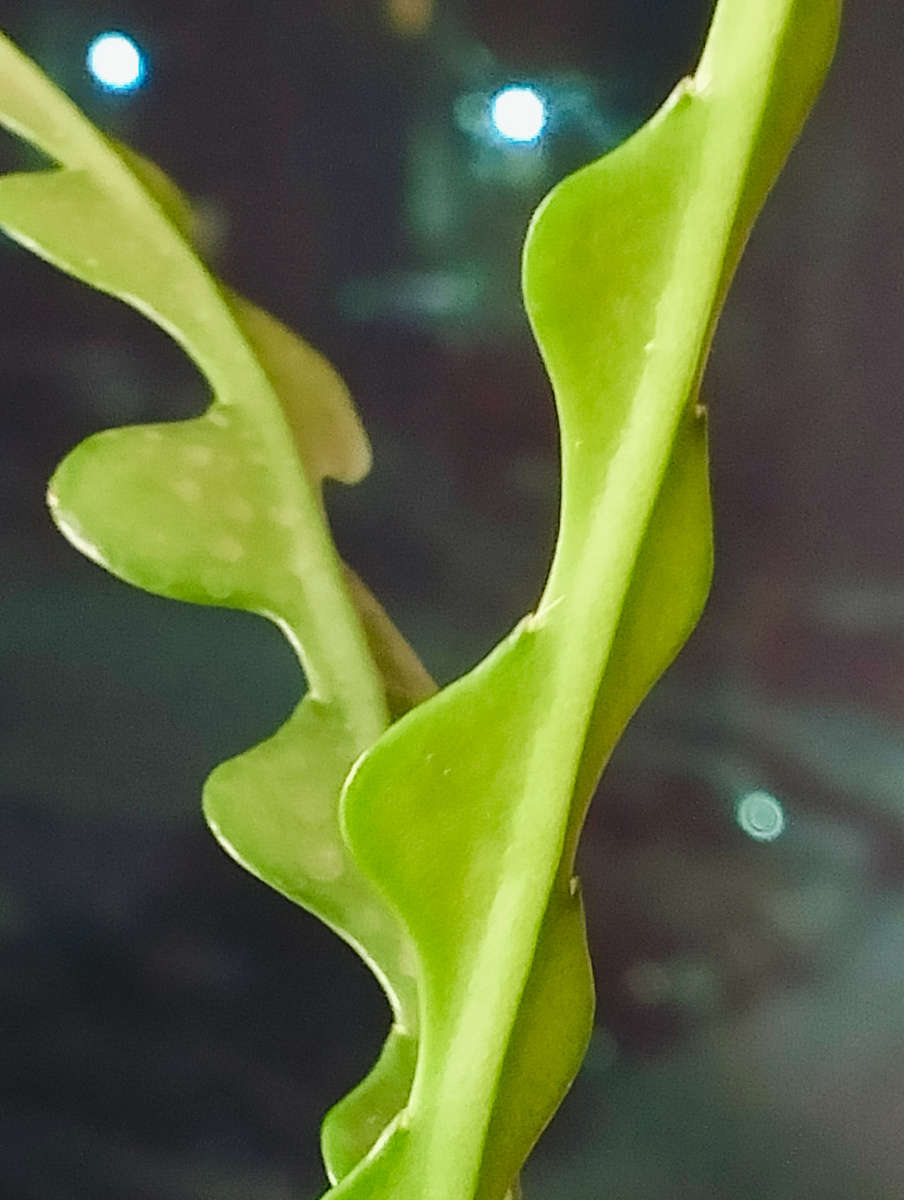 Загадочный и непостижимый Epiphyllum Anguliger Zig Zag