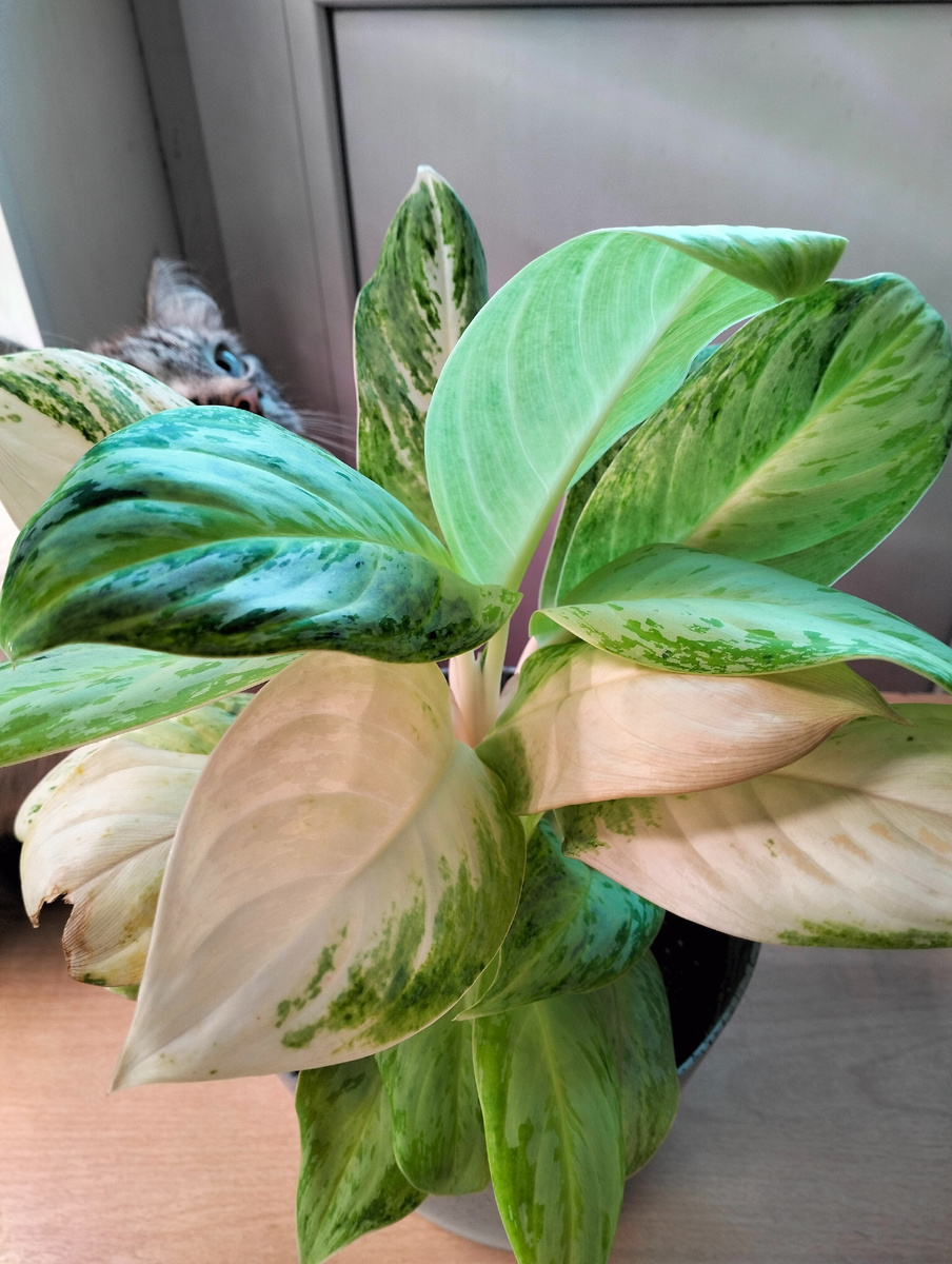 Флора (Aglaonema Arctic lime) и Фауна (кот Кокос) в одном "флаконе" / кадре