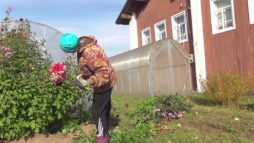 Descargar video: Живём в деревне. Наши будни на участке. Посадили Аронию и красную смородину. Убираем георгины на зиму.