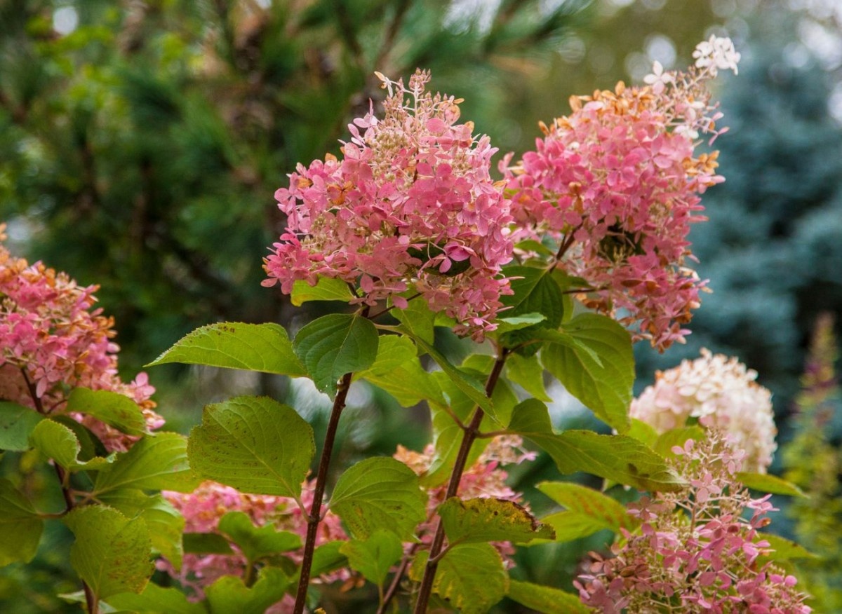 Древесина стеблей гортензии играет важную роль в жизни растения. От её качества зависит, как гортензия перенесёт зимний период.