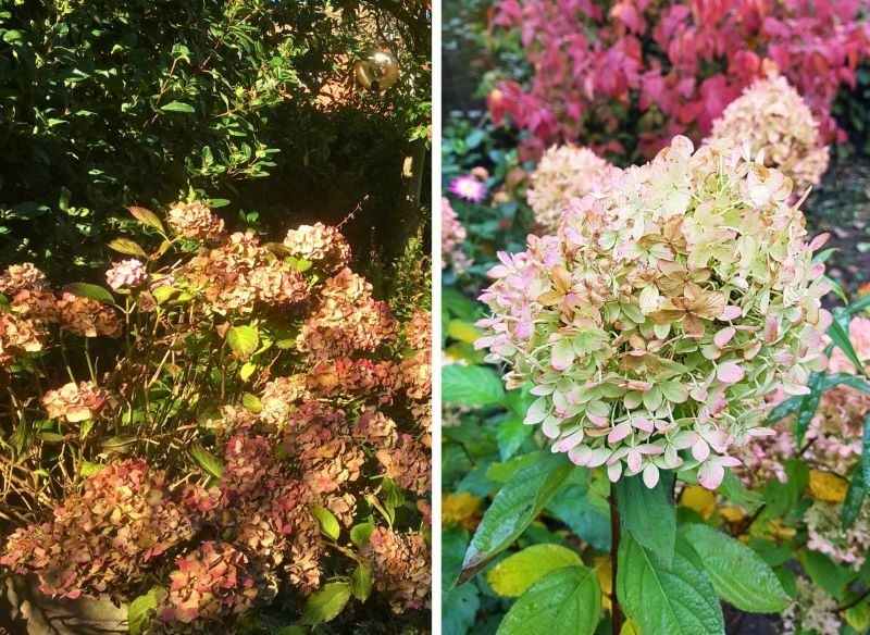 Древесные побеги гортензии помогают растению пережить суровую зиму. Хорошо подготовленные, они справятся даже без дополнительного укрытия
