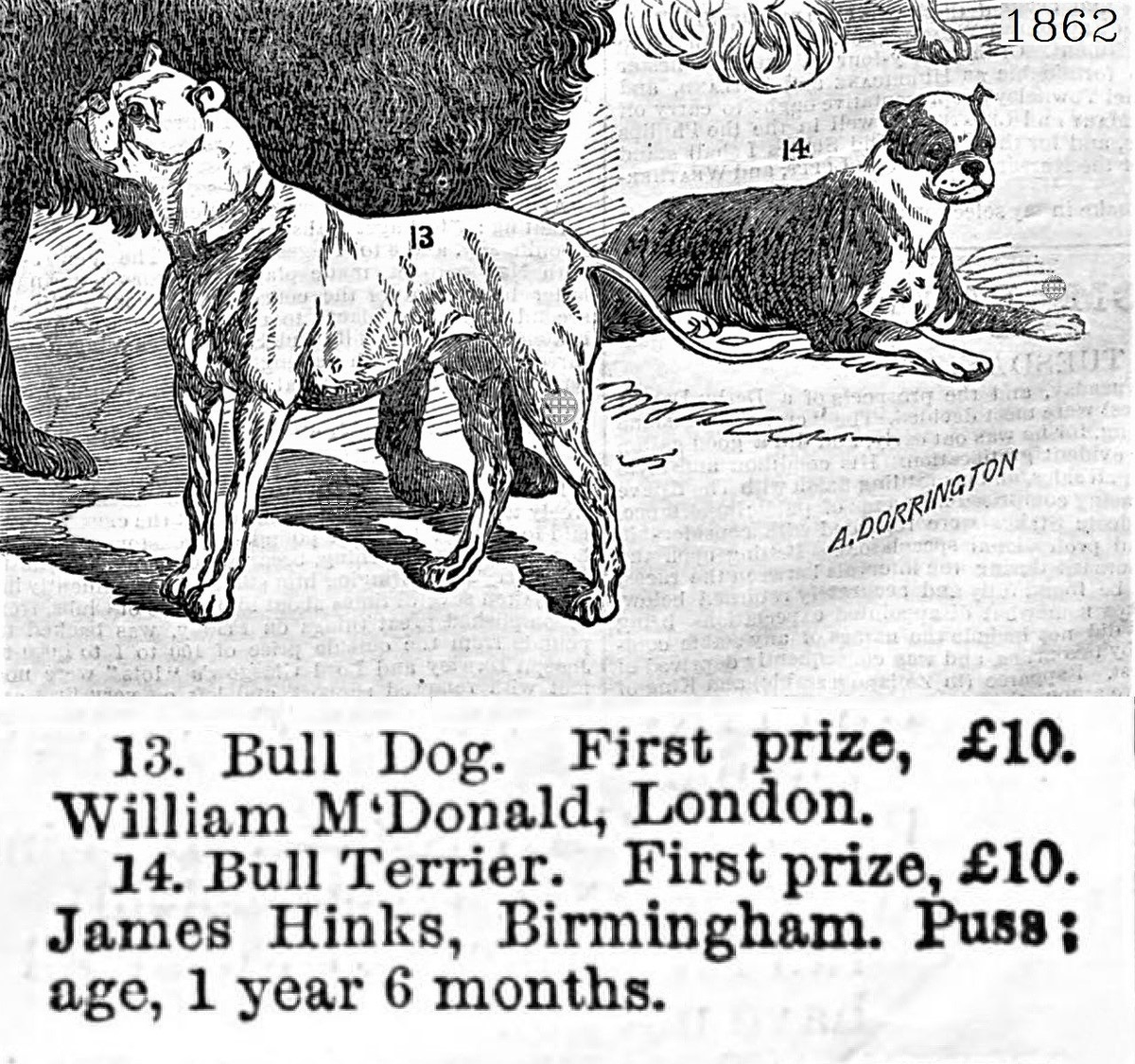 Old Puss на выставке в 1862 году