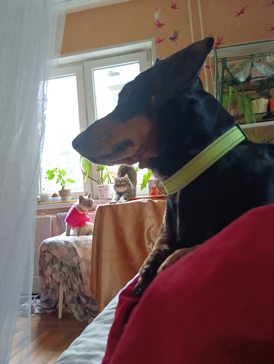 Утро. Домашние животные. 