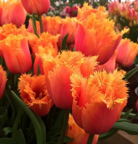 Бахромчатый тюльпан ламбада