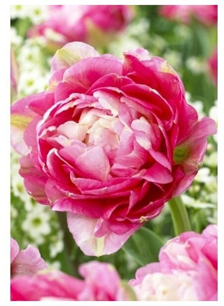 Пионовидный тюльпан