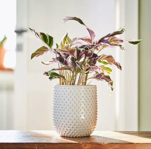 Покупаю сложное - фактурные товары на Wildberries для дома