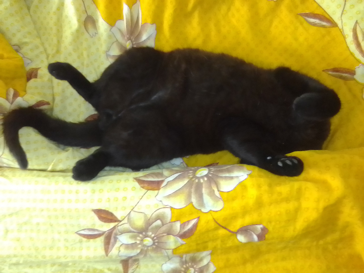 Бумер тоже ждёт распродажу - хозяева купят корма любимого