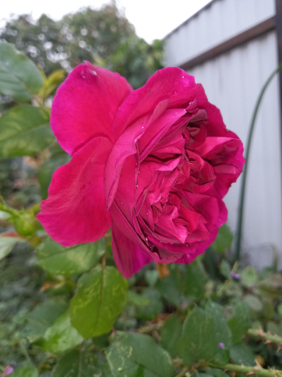 Фишерманс Френд