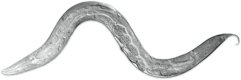 круглый червяк C. elegans
