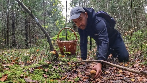 Осенний лес продолжает радовать грибников | Тихая охота на желтом ковре из листьев | Подосиновики 2024