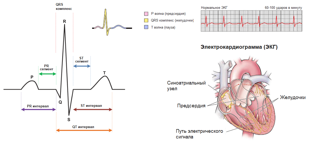 Экг- это графическое изображение электрической работы сердца