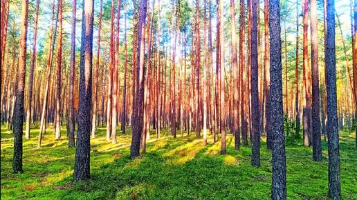 РАССЛАБЛЯЮЩЕЕ ПЕНИЕ ПТИЦ В ЛЕСУ ДЛЯ КРЕПКОГО СНА И ОТДЫХА. ЗВУКИ ПРИРОДЫ ДЛЯ СНА. ПЕНИЕ ПТИЦ