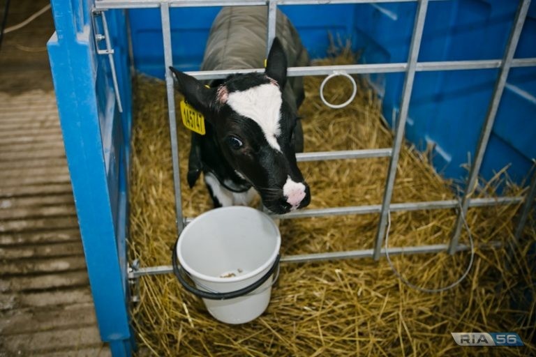    Кто же так доит. Две доярки из Александровки поспорили по работе и одну ударили ведром Белов Михаил Александрович