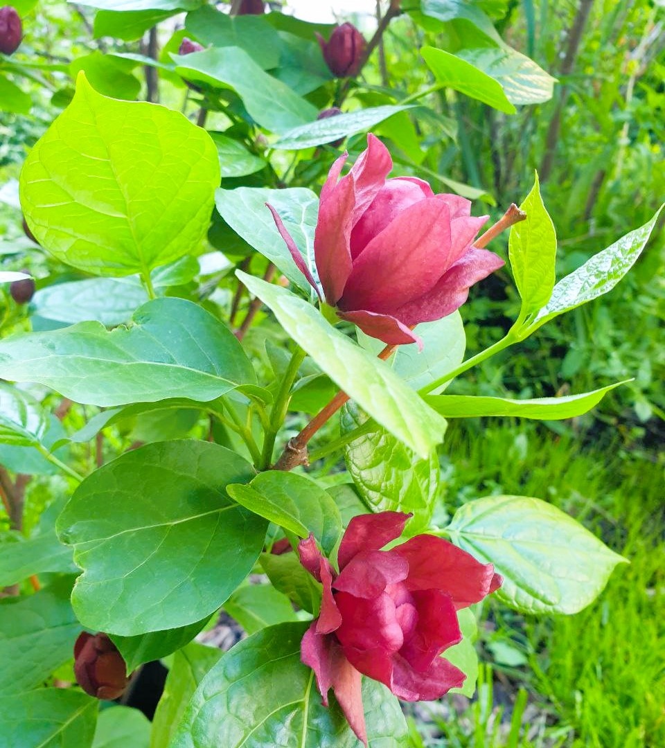 Calycanthus raulstonii ‘Hartlage Wine’ в московском дворе.