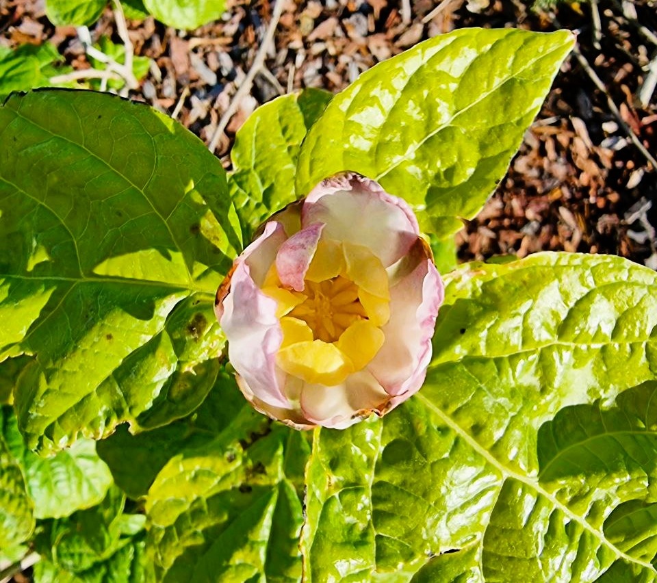 Calycanthus chinensis (один из родителей каликанта Раулстона) на юге у меня страдает от жары, цветочки небольшие, на солнце подгорает.