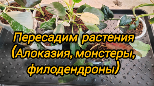 Пересадим растения (Алоказия Медная, филодендрон Вайт Конго, Биллитау Минт, монстера Альба, Стандлеяна)