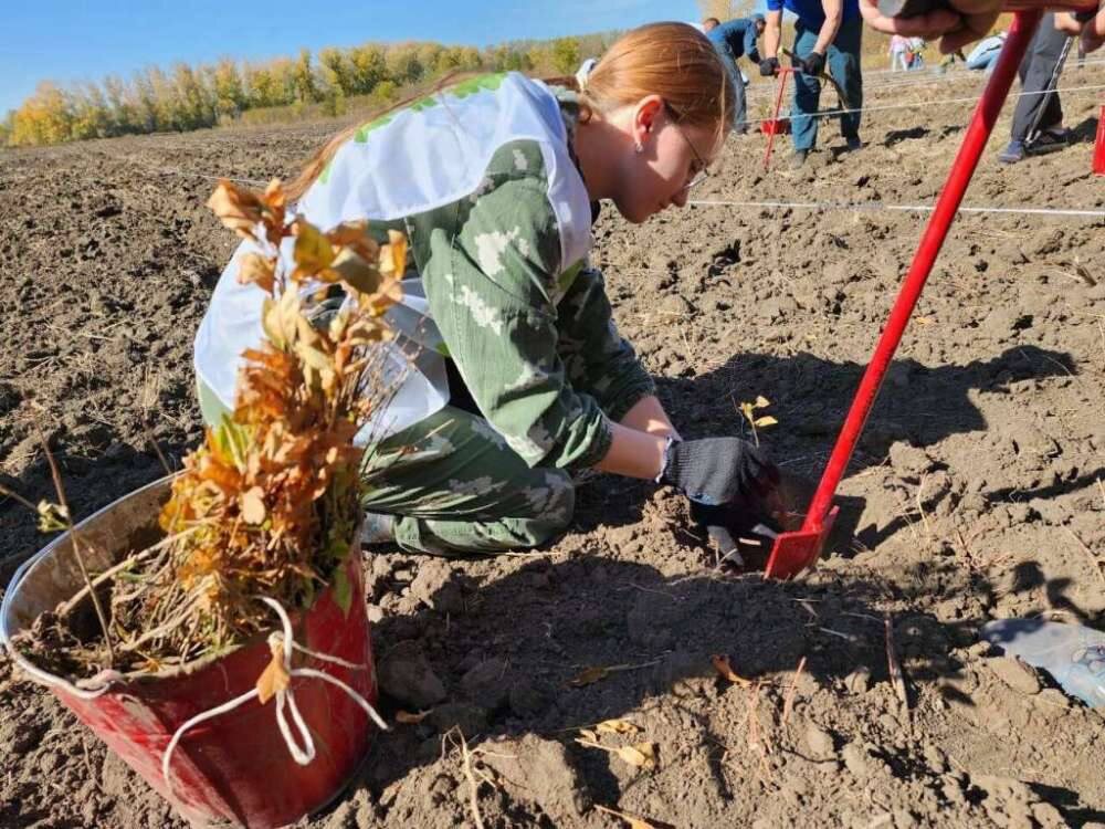 В Оренбуржье в рамках акции «Сохраним лес» высадили около 14 тысяч саженцев ясеня. Мероприятие прошло в Нежинском лесничестве с участием представителей различных организаций и волонтеров. Акция, проходящая в шестой раз, продлится до ноября. За пять предыдущих сезонов высадили около 300 млн деревьев.