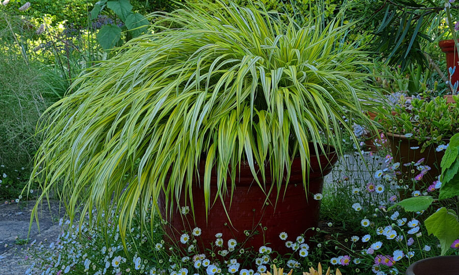 Осенью они выглядят наиболее эффектно. Одного комочка достаточно, чтобы сад превратился в произведение искусства