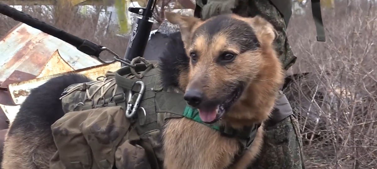 Фото из свободных источников