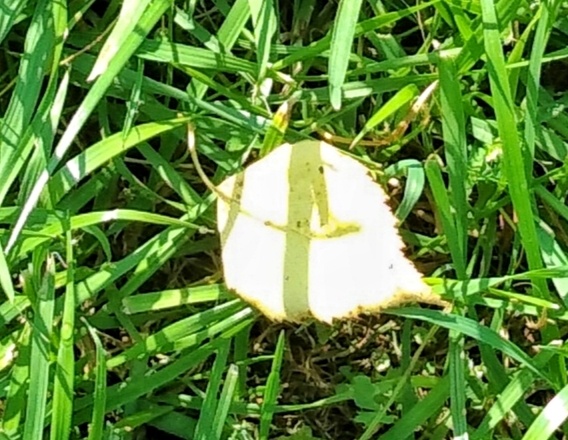 Листочек как будто записка...