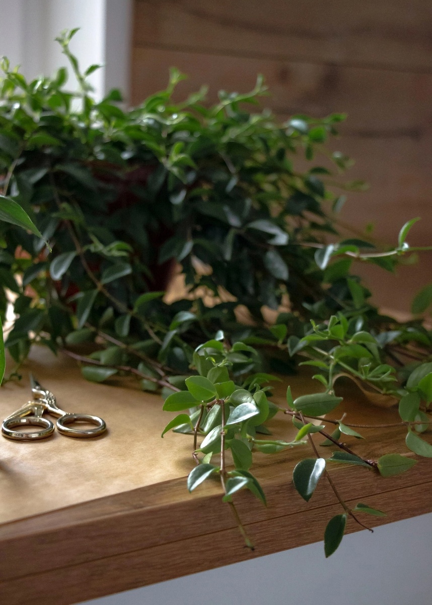 Убираю любую подкормку. Вносить удобрения можно с наступлением весны. Когда появятся молодые побеги, придет время для еженедельной подкормки и пересадки