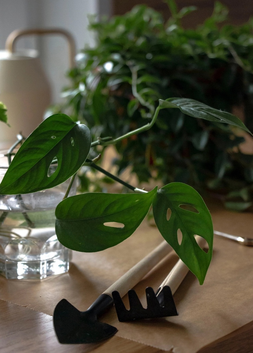 Корректирую полив. Основное правило -  поливать реже и не заливать: в горшке после полива вода стоять не должна! Лучше не наливать в лейку воду непосредственно из-под крана: дайте ей отстояться.