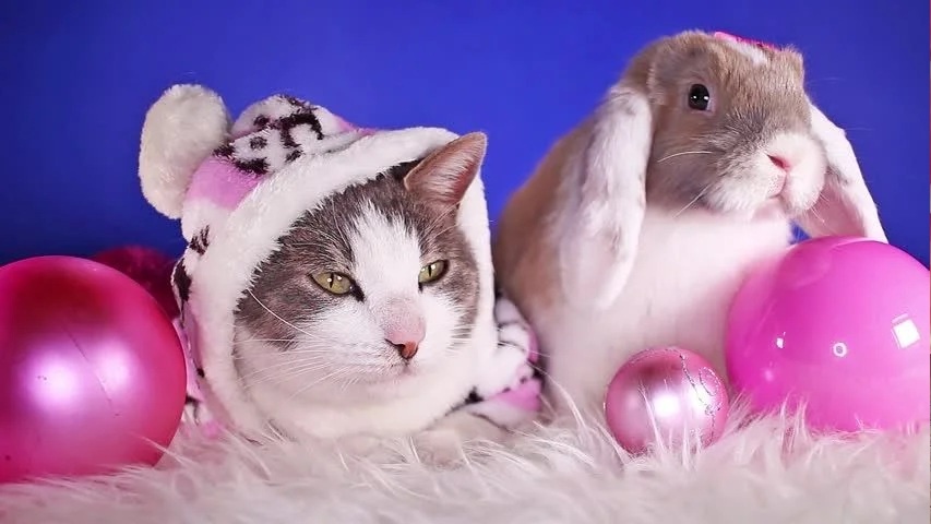 Кролик и кот