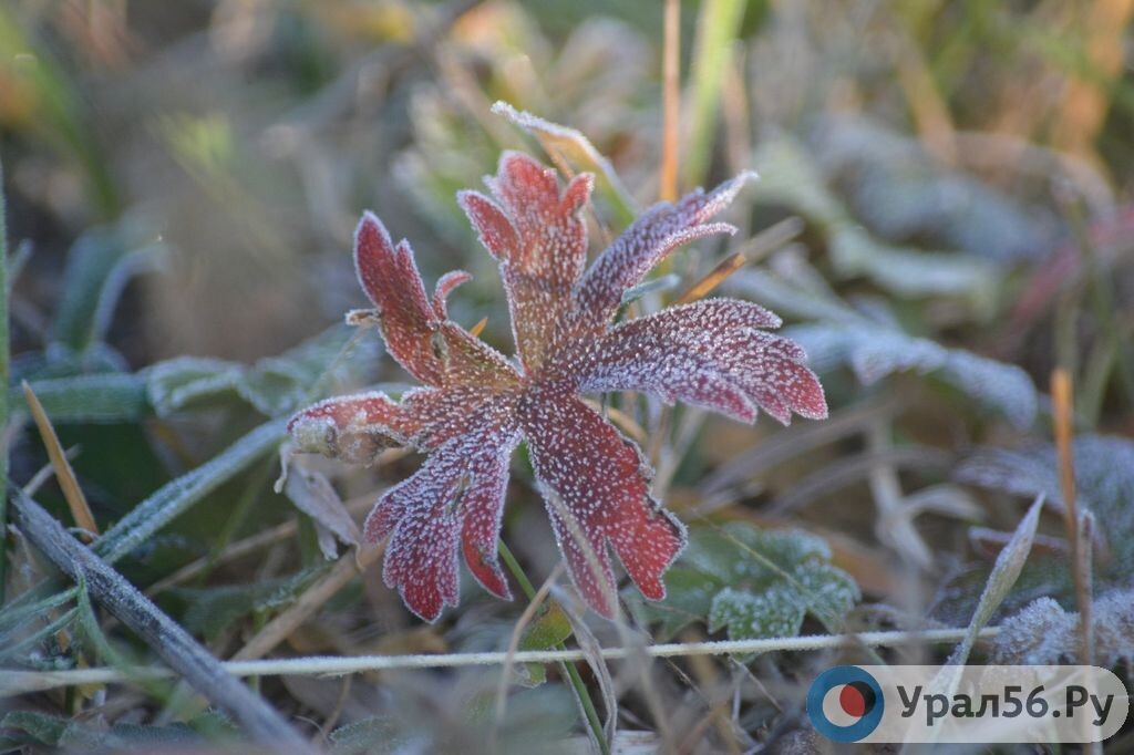    До -3°С ожидается ночью и утром 30 сентября в Оренбургской области