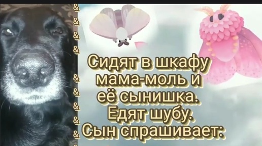 Весёлые анекдоты