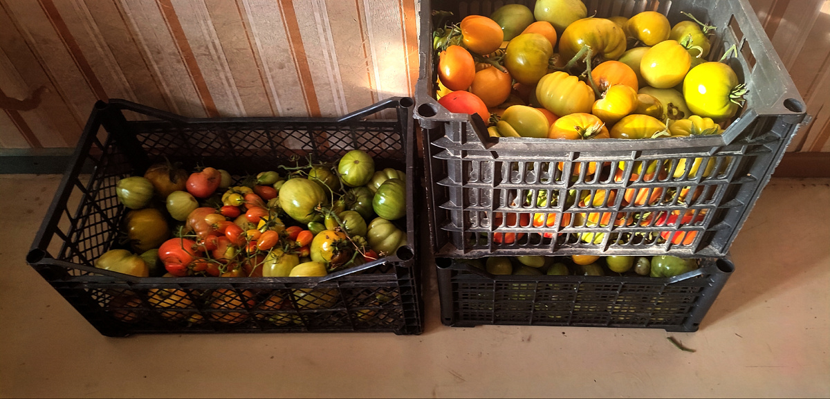 Это мой  последний, в этом году, урожай томатов