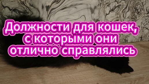 Должности для кошек, с которыми они отлично справлялись