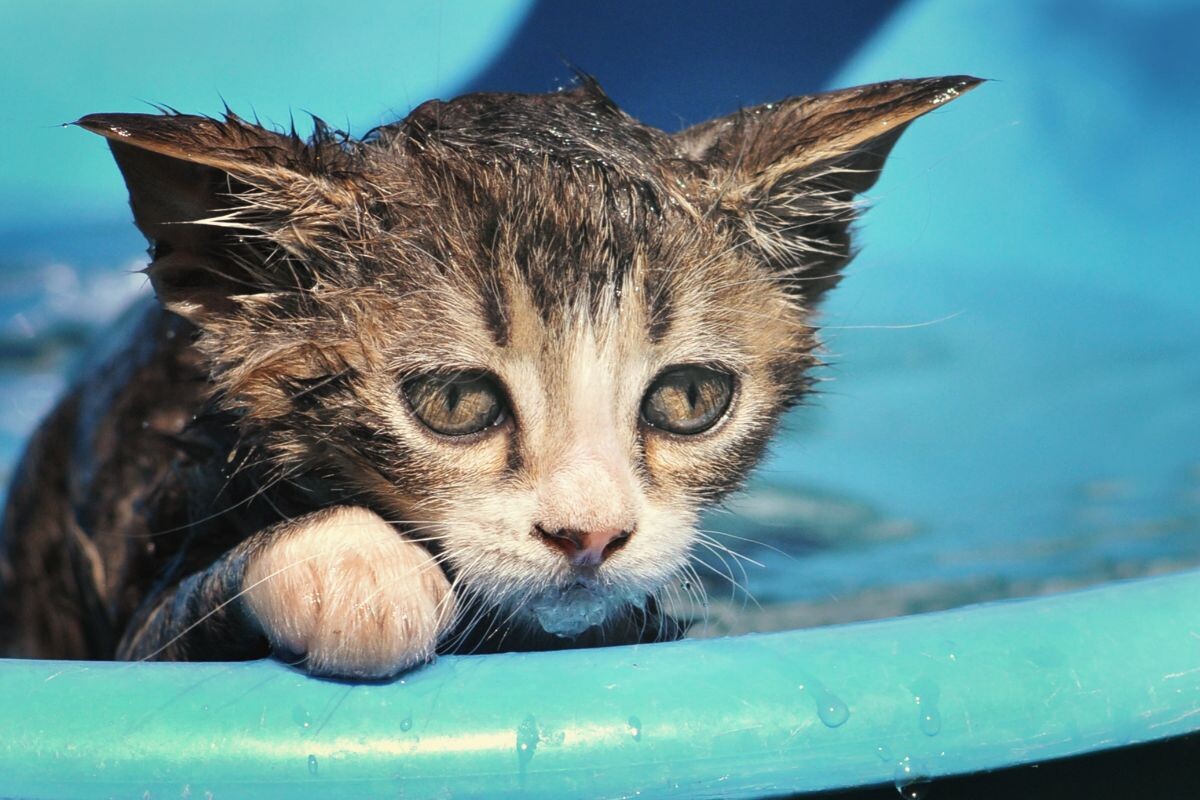 Когда можно начинать мыть котенка