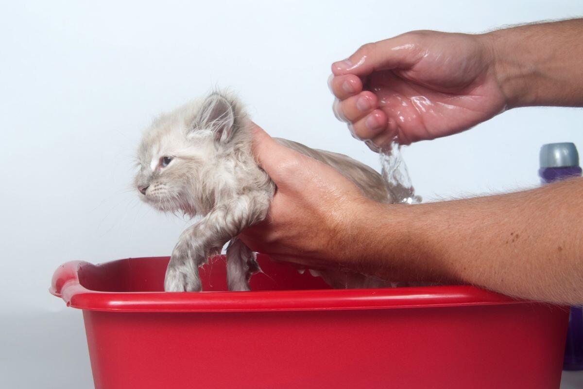 Купание котенка 