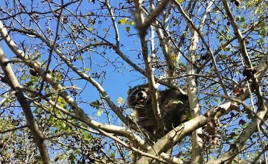    Фото t.me/gorodbelorechensk