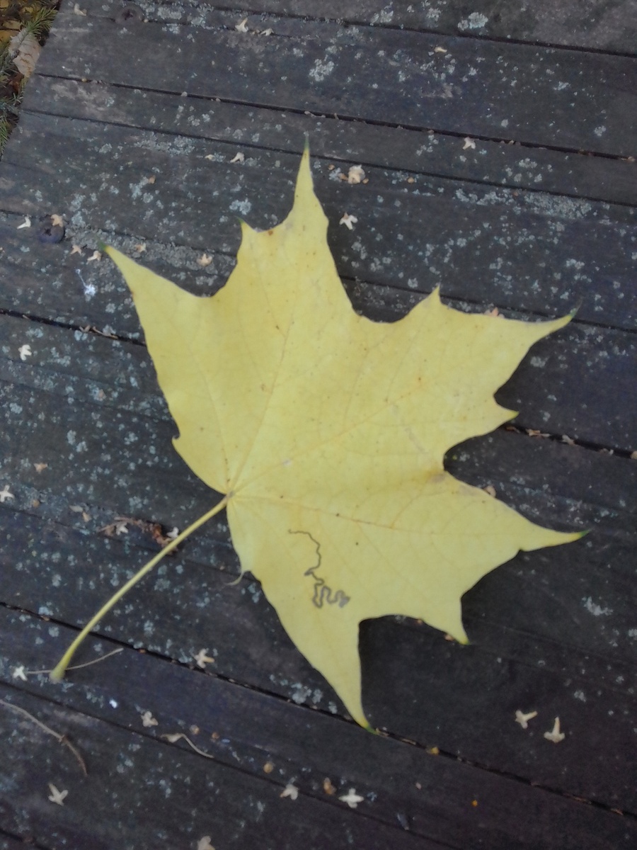 Автограф Бога. Фото автора.