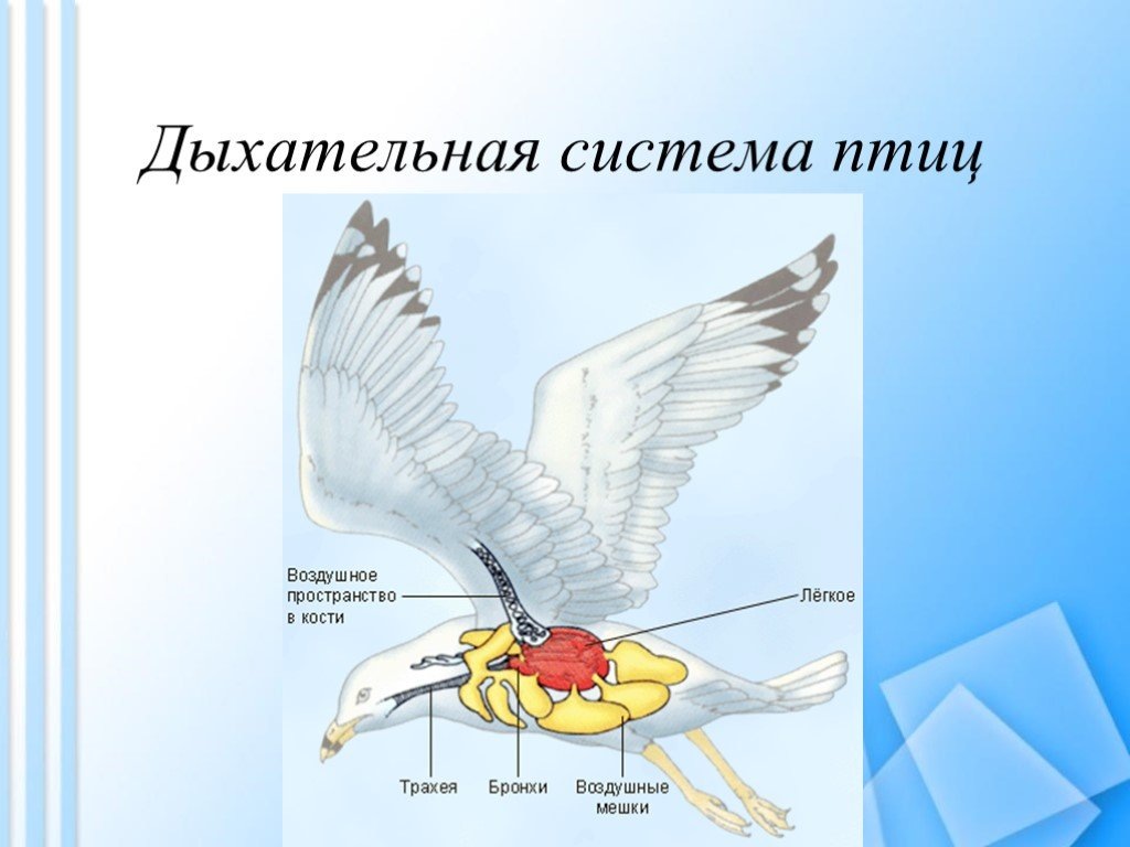 Органы дыхания птиц 7 класс биология. Органы дыхательной системы птиц. Преимущества двойного дыхания у птиц. Класс птицы дыхательная система. Система органов дыхания птиц.