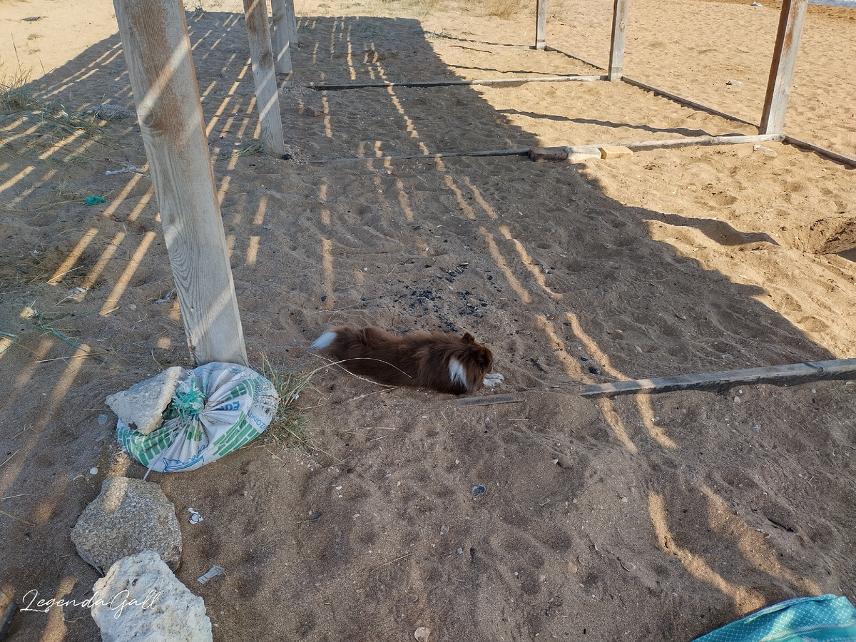 Поня сразу в тенечке улеглась