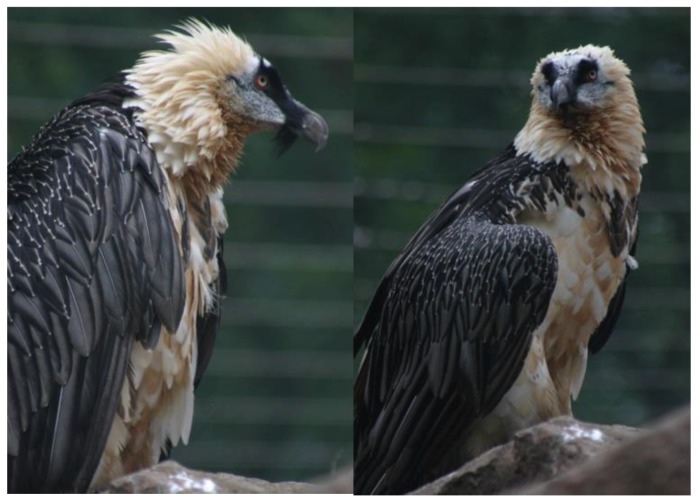 Бородатый гриф (Gypaetus barbaticus) имеет генетически закрепленную склонность пачкать свои перья красной охряной грязью. Источник изображения: www.ncbi.nlm.nih.gov