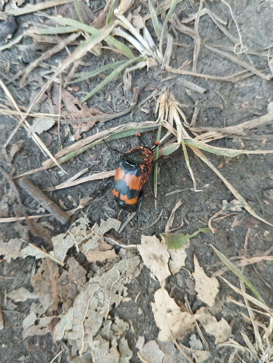 Жук могильщик-исследователь (Nicrophorus investigator) с многочисленными клещами рода Poecilochirus.