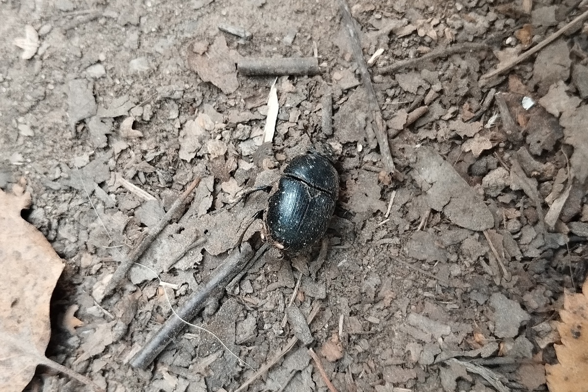 Жук навозник лесной (Anoplotrupes stercorosus) с немногочисленными клещами рода  Poecilochirus.