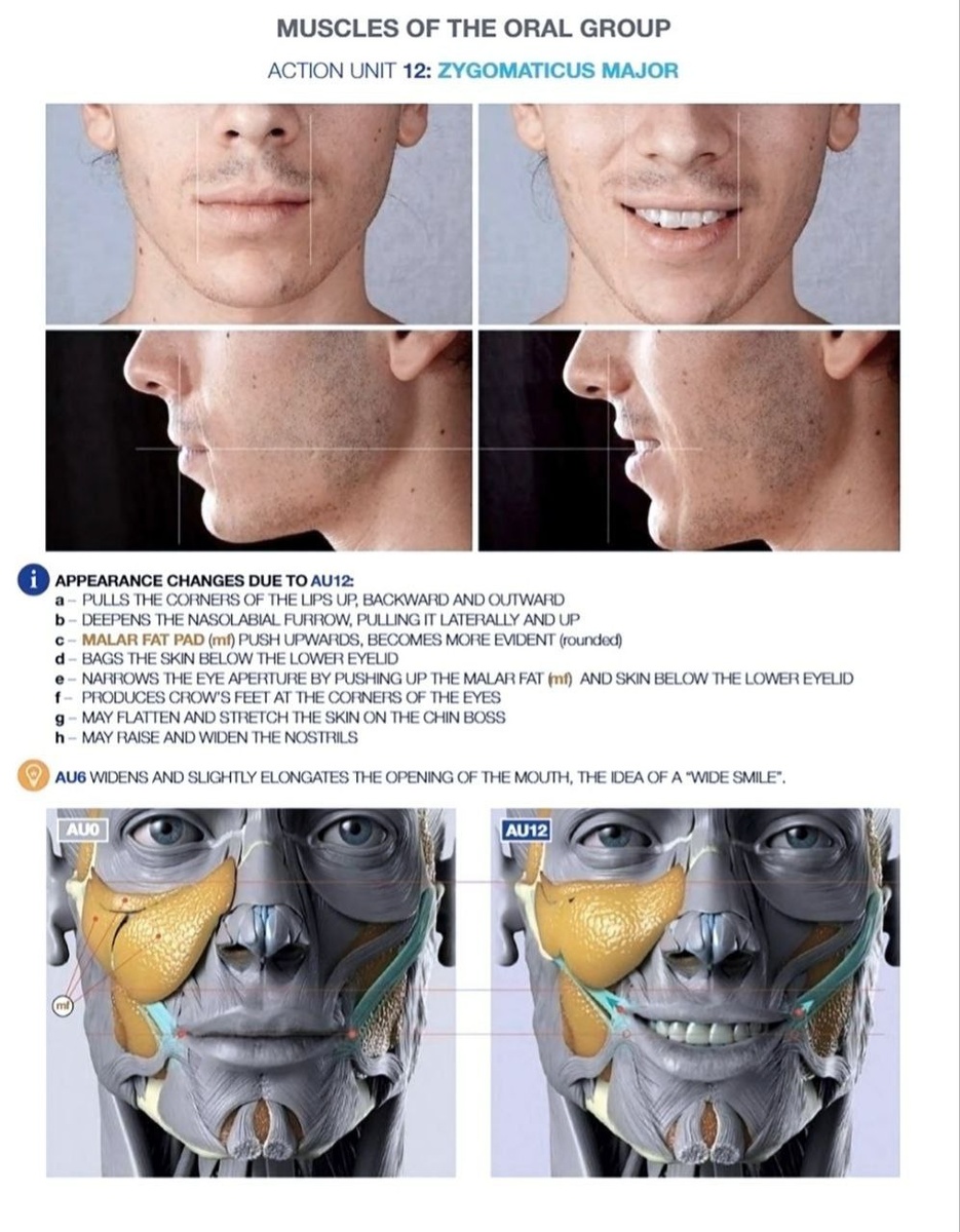 *иллюстрация взята из атласа Uldis Zarins «Anatomy of Facial Expression 2017»