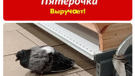 Пятёрочка выручает 😅